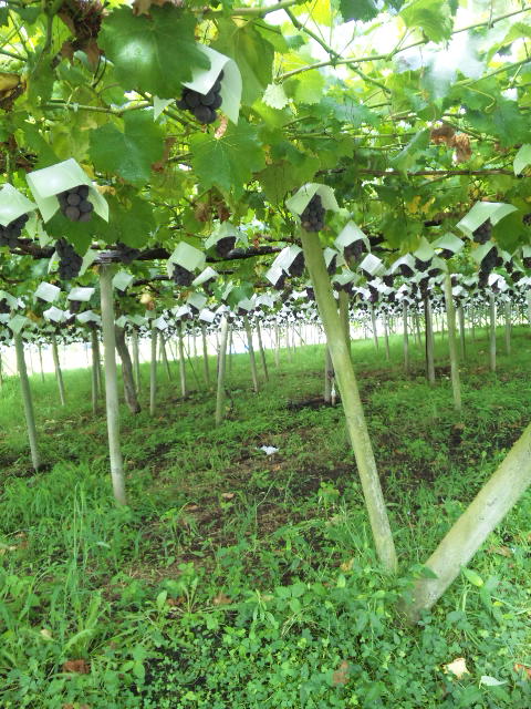 ������������������Ă��܂��`(^_-)-��