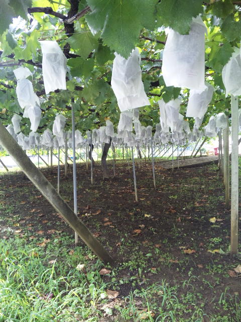 ���X�ɂ��������ł��ڌ����ł�(^_-)-��