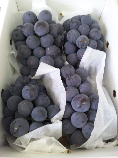 �V�������ԒB�ł��Â��ł�(^_-)-��