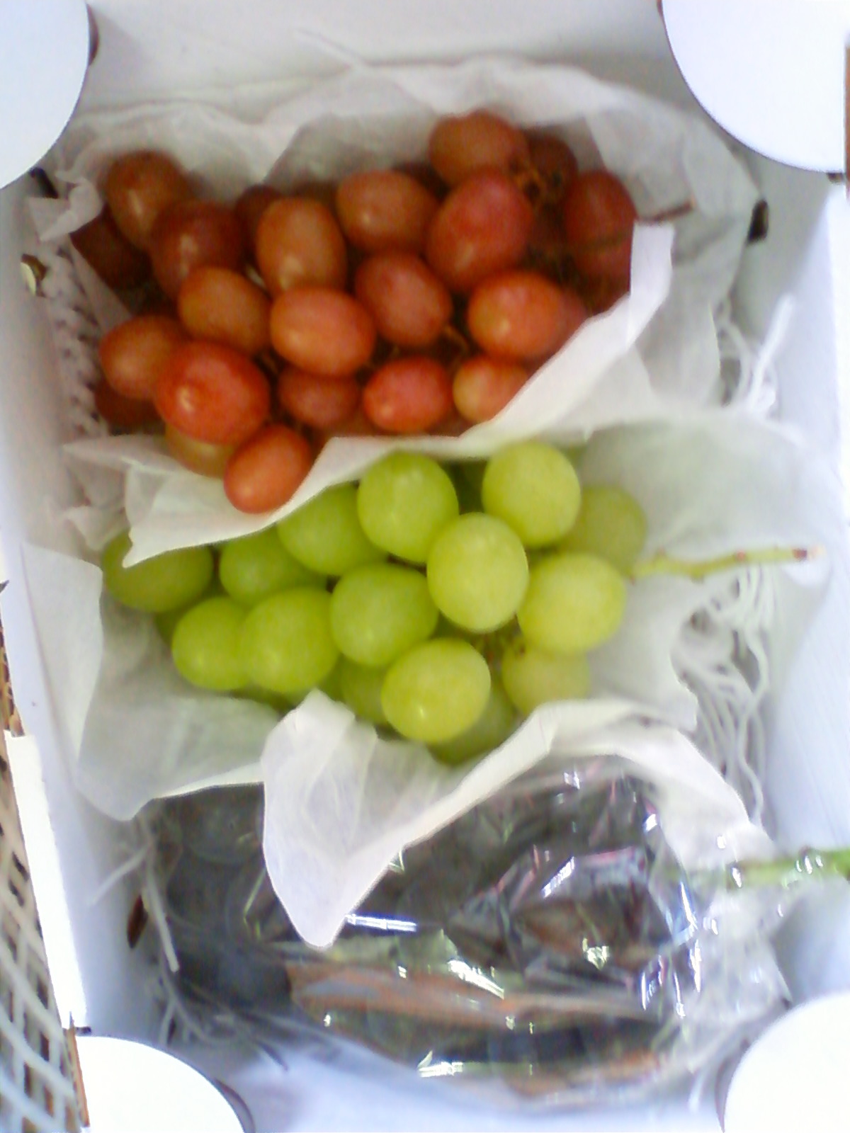 �h�V�̓����C���Ԃǂ��p�b�N