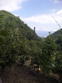 ��������11������̔��ł�(^O^)   ����_��