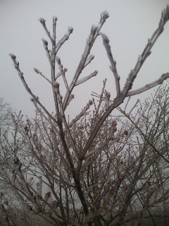 �����̉J�Ł�