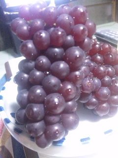 �����f���E�F�A�I�R���s�ێR�_�����񏉕��I�Â��I