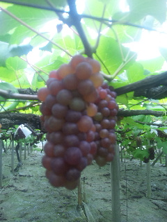 �R���s�����f���E�F�A�͔|���̓��S�O�N�̃v��No.1�����Á[�������f���E�F�A�I