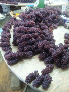 �R���s�ێR�_�������Q���n�E�X���A���n�^���Œ��ł�