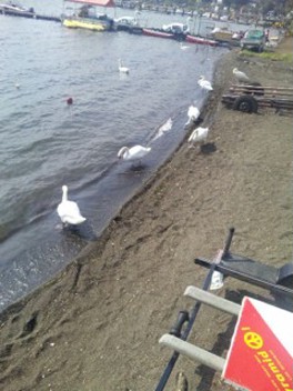 �R���΃}�[�x���[�X���������