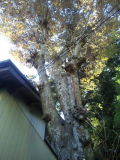 ���h�̑傫�ȟO�̖؁X���~�x�x�ł�